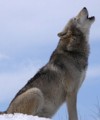 Lykos 100