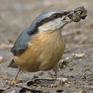 Tsopanakos 300