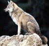 Wolf 100